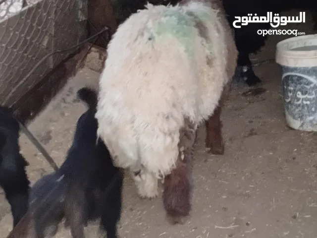 للبيع خاروف عمر 8شهور مممممم