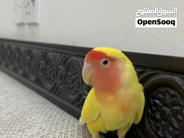 طير روز منجا