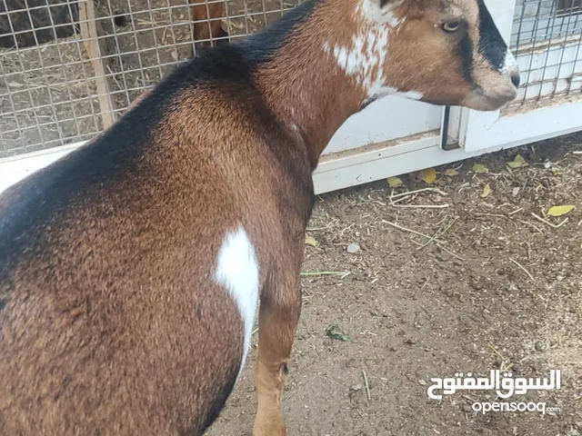 زوج ماعز قزم للبيع