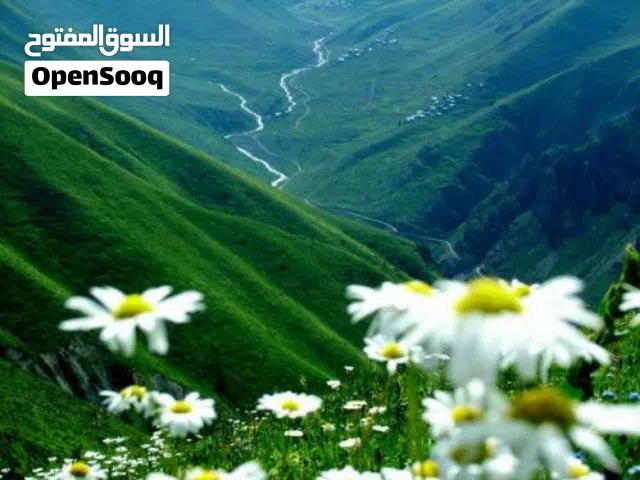 هكتارين وربع على رئيسي  الحليس
