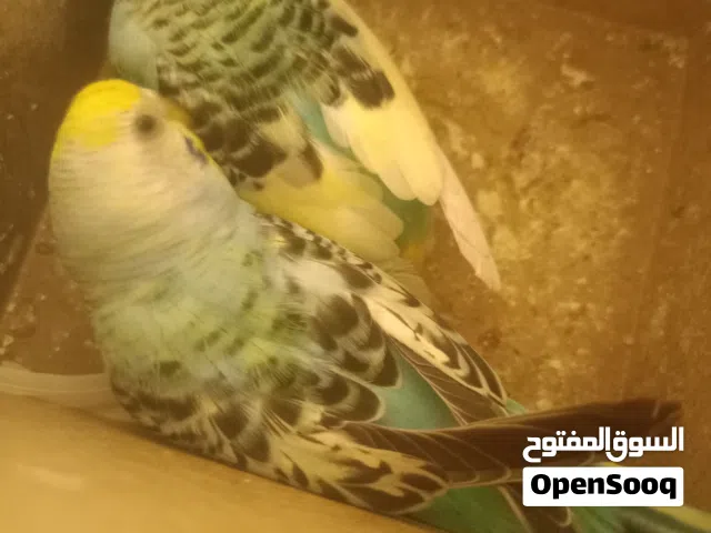3 كوبيات بقلينو