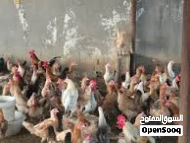 دجاج وفراخ بلدي
