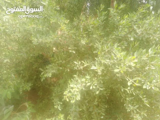 Farm Land for Rent in Khartoum Jabal Awliya