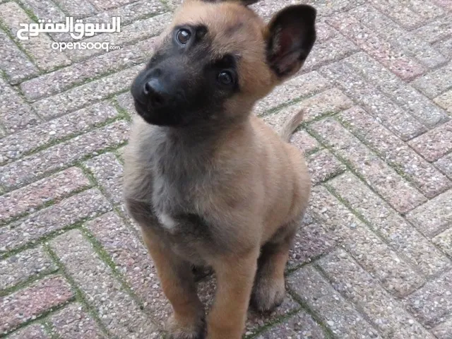 12/12/2024 10/1/2025 One month puppy old