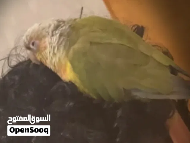 كنيور أناناس