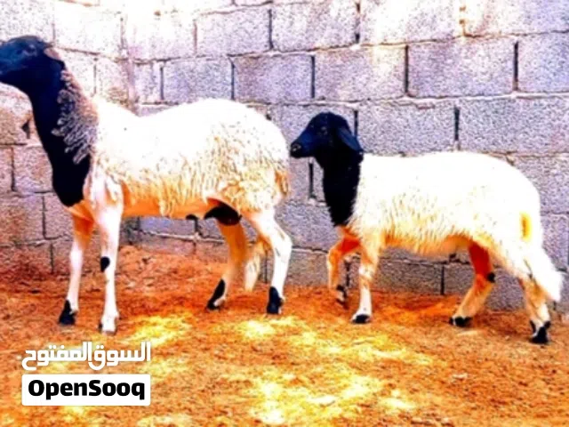 تنيه جردا تحتها حوليا تبارك الرحمن