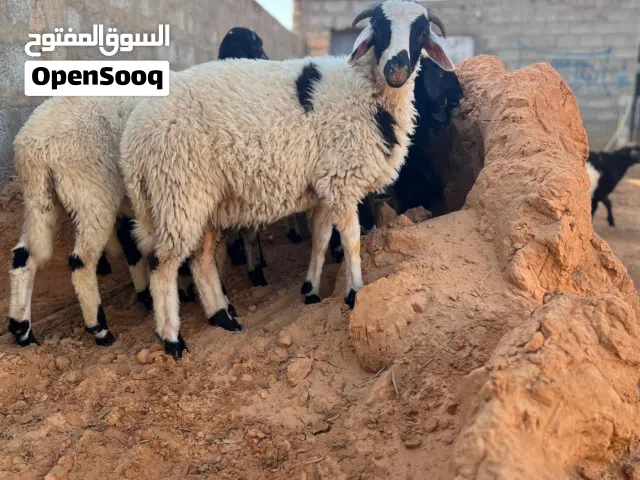 22 راس مقرس فيهن 12 حوليه