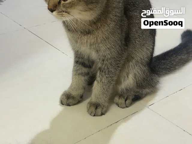 قطط للتبني