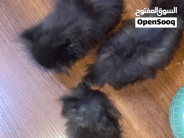 قطط من اب هملايا وام برتش لونج هير لونهم اسود ع بني