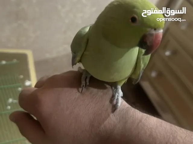 للبيع عصفور بيبي متوه ربوه