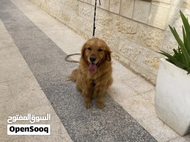 كلب ذكر جولدن ريتريفر بيور مستوى عالي