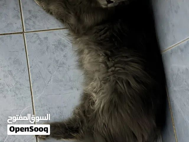 قط ذكر شيرازي