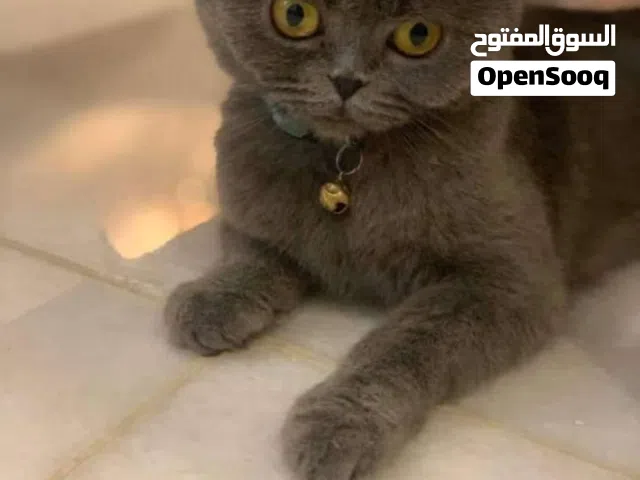 قطه سكاوتش للبيع