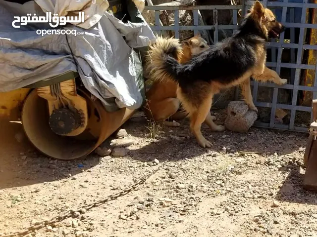اعلان كلب جيرمن مهجن هاسكي للبيع