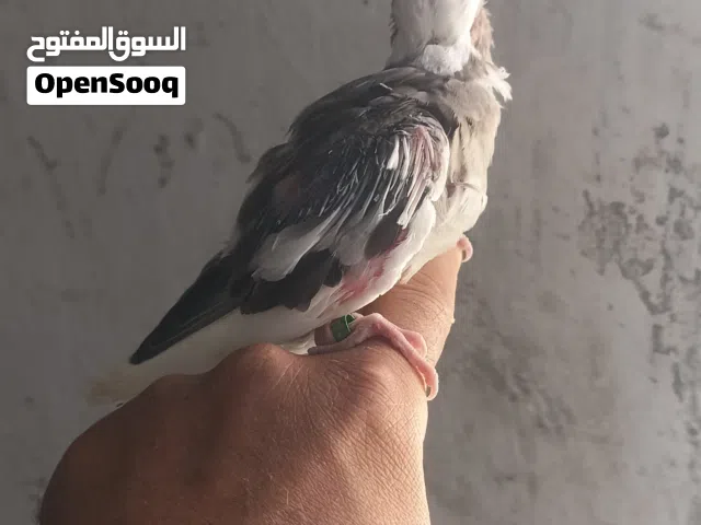 فروخ كوكتيل فرانساويات متعودات على الشرنقة ومخوصات 2026