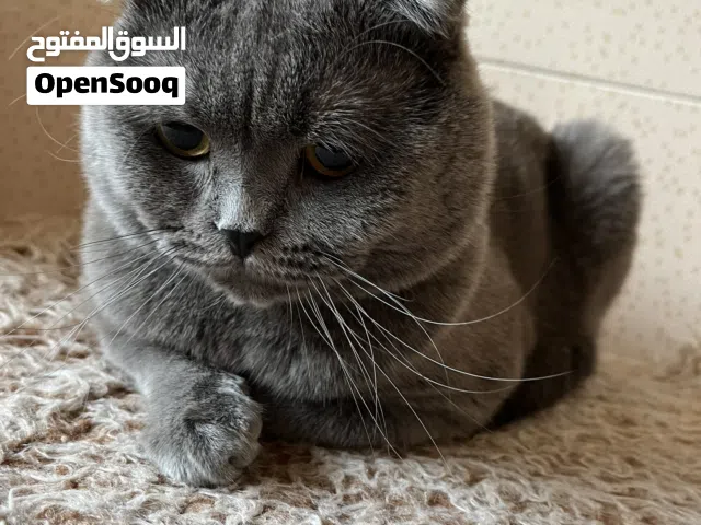 قط سكوتش فولد للتزاوج نقي