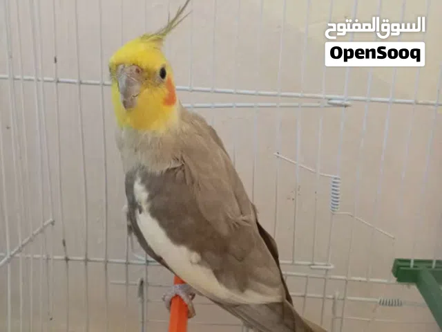 الله يبارك  ذكر كوكتيل حبشي
