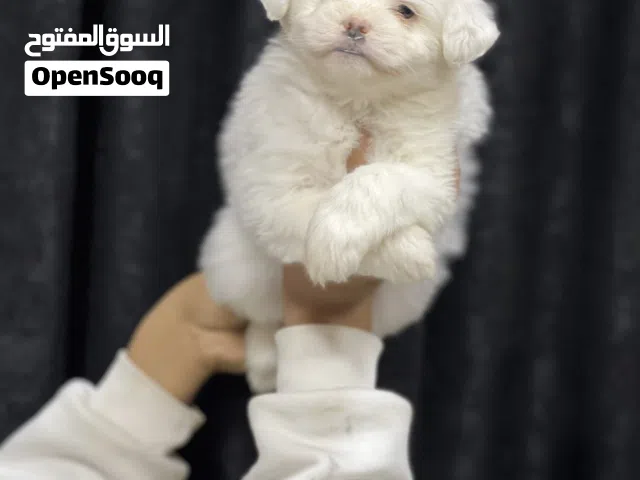 متاح جرواي تحف