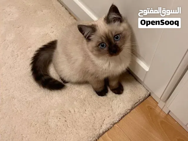 متاح للبيع سيامي