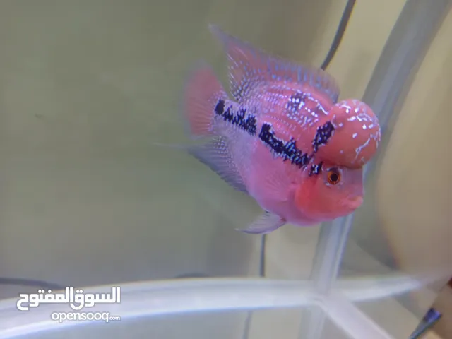 SHORT BODY FLOWERHORN & BIRD CAGE ACCESSORIES