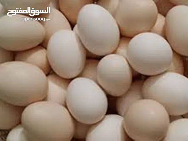 متاح بيض بلدي مخصب