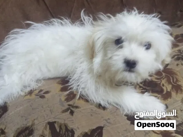 كلبه لعوبه ونضيفه وماخده مطاعيمها العمر 3اشهر للبيع هادئه جدا بتحب  العب وان شالله اشرا مابنقصر معو