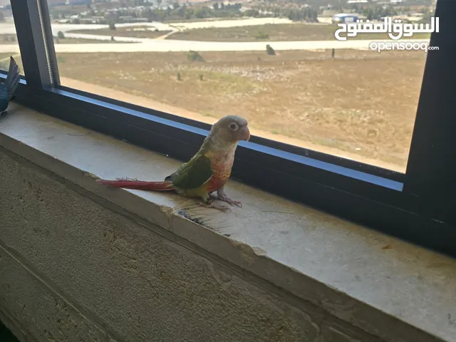 جرين شيك التنين 700 أعمارهم 10 اشهر