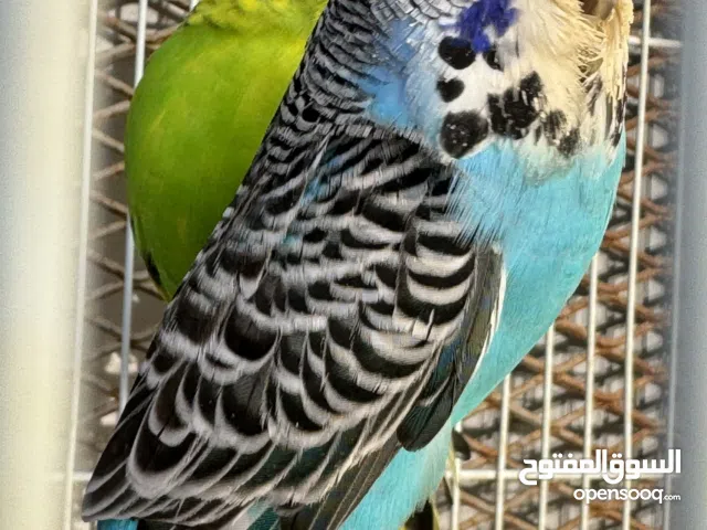 السلام عليكم