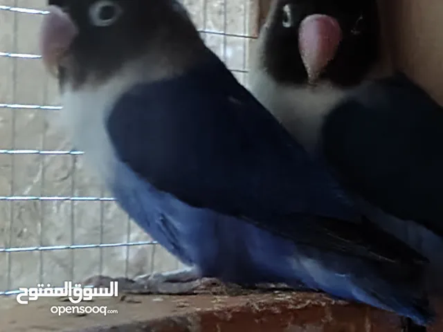 بيعة سريعة وحرق اسعار متوفر جميع انواع الطيور والفروخ