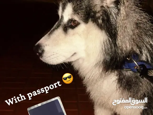 كلب هاسكي