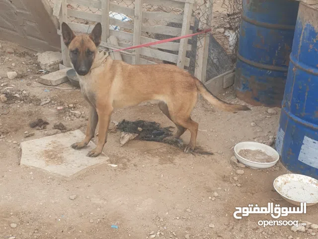 انثي مينوا عمرها 10 شهوره