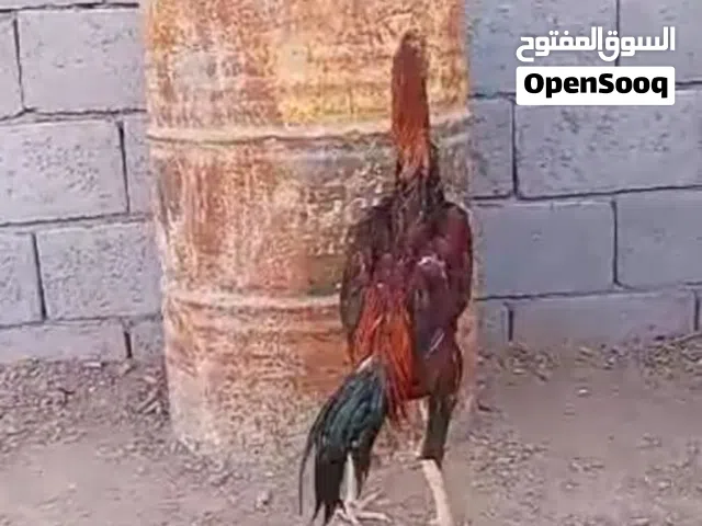 مخلف هراتي  مكاني بصره بالجزيره