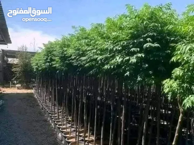 شجر الشماسي