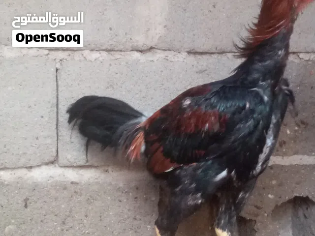 السلام عليكم مخلف هندي عمرة 7اشهر رس قوي