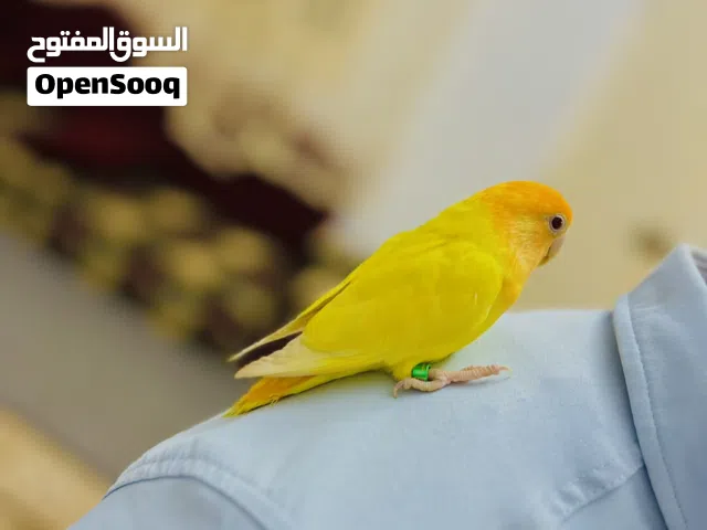 طرف بركديلو فل ترويض!