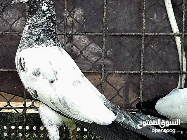 طبات حمام باكستاني طيار من نسل تيدي