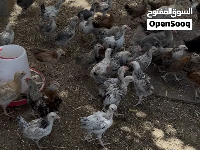 يتوفر خدمة ذبح