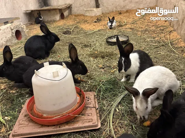 انتاج أرانب العمر من شهرين ل خمسه شهور 14 الطرف