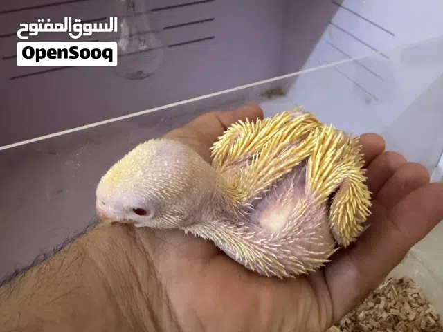 فروخ دره لاتينو (غر)
