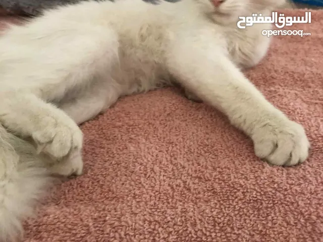 قطة للبيع من ناحية نضافة وكل شي لا قوة الا بالله سبب البيع عندي 2زوز النيات غيرها
