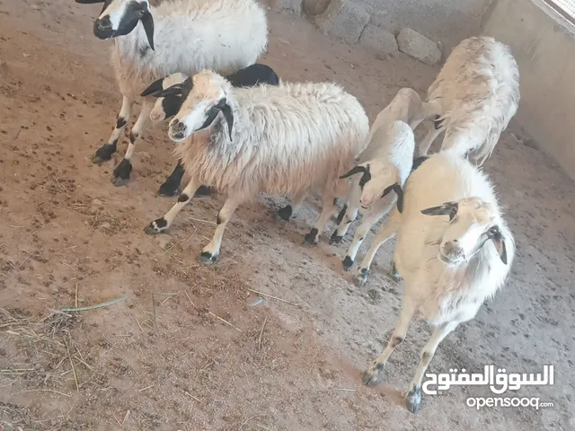 للبيع 4 جعد 3 تحتهن عيال كبشين وحمله وحده ما تحتها شي الحلال طيب وخالي من جميع العذاريب