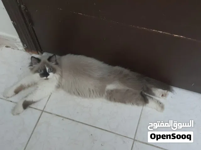 قط هملايا ذكر ابيض للتبني