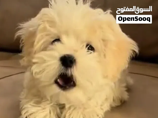 4sale Maltese