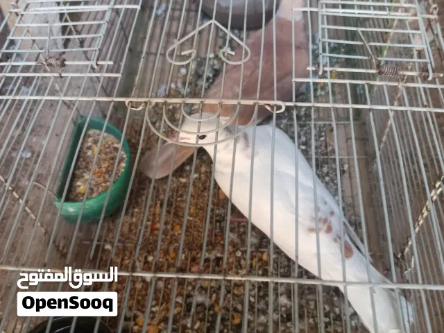 كوبيا اليمامه ربي يبارك