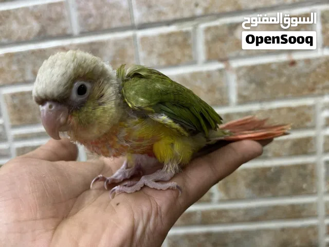 كنيور انناسي فرخ زق كلش حلو ولعوب ومتعلم علزق