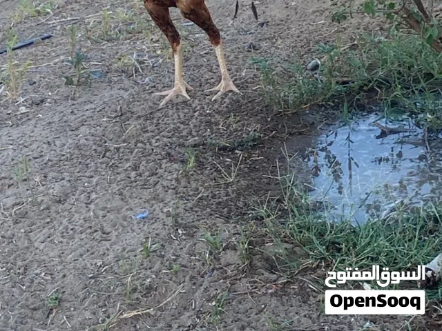 ديك بكستاني اصلي