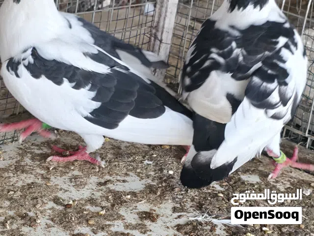 حمام زوج زاجل منتج