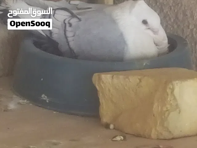 زوج مع افراخهن حاليا مبيضات ب50