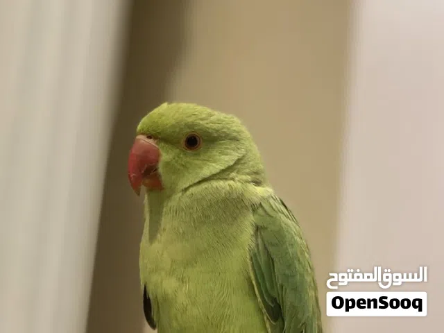 بغبغاء دره