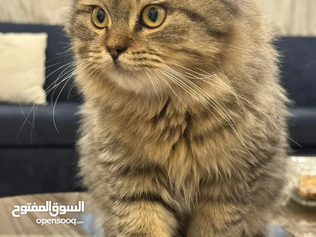 Emergency persian kitten sale at very reasonable price